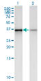 Polyhomeotic Homolog 2 antibody, LS-C197108, Lifespan Biosciences, Western Blot image 