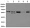 Autoimmune Regulator antibody, TA323676, Origene, Western Blot image 