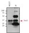 Mouse IgG (H+L) antibody, 32430, Invitrogen Antibodies, Immunoprecipitation image 