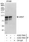 Aryl Hydrocarbon Receptor Nuclear Translocator antibody, A302-765A, Bethyl Labs, Immunoprecipitation image 