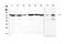 CHM Rab Escort Protein antibody, A00814-2, Boster Biological Technology, Western Blot image 