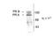 Progesterone Receptor antibody, TA309220, Origene, Western Blot image 