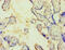 Casein Kinase 1 Epsilon antibody, A56246-100, Epigentek, Immunohistochemistry paraffin image 