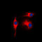 Enolase 2 antibody, LS-B14144, Lifespan Biosciences, Immunofluorescence image 
