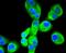 Calnexin antibody, NBP2-67721, Novus Biologicals, Immunofluorescence image 