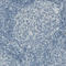 Occludin antibody, AMAb90889, Atlas Antibodies, Immunohistochemistry frozen image 