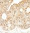Spleen Associated Tyrosine Kinase antibody, A300-558A, Bethyl Labs, Immunohistochemistry frozen image 