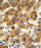 7-alpha-hydroxycholest-4-en-3-one 12-alpha-hydroxylase antibody, 63-644, ProSci, Immunohistochemistry paraffin image 