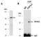 Neuronal PAS domain-containing protein 2 antibody,  R1979-3, Abiocode, Chromatin Immunoprecipitation image 