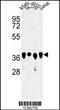 Arginine And Glutamate Rich 1 antibody, MBS9212256, MyBioSource, Western Blot image 