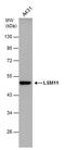 LSM11, U7 Small Nuclear RNA Associated antibody, PA5-31328, Invitrogen Antibodies, Western Blot image 