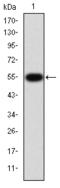 Gelatinase B antibody, AM06662SU-N, Origene, Western Blot image 