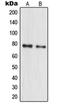 M-Phase Phosphoprotein 10 antibody, orb214969, Biorbyt, Western Blot image 