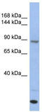 Unc-45 Myosin Chaperone A antibody, TA335989, Origene, Western Blot image 