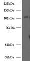 Unc-13 Homolog D antibody, MBS421292, MyBioSource, Western Blot image 