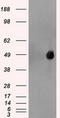 HNF-3A antibody, TA500052S, Origene, Western Blot image 