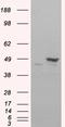 Flotillin 1 antibody, EB05449, Everest Biotech, Western Blot image 