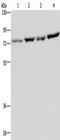 PAB1 antibody, TA350167, Origene, Western Blot image 