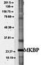 Heat Shock Protein Family B (Small) Member 2 antibody, orb67558, Biorbyt, Western Blot image 