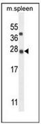 KIAA1143 antibody, AP52280PU-N, Origene, Western Blot image 
