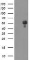 Non-POU Domain Containing Octamer Binding antibody, CF504847, Origene, Western Blot image 