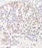 DGCR8 Microprocessor Complex Subunit antibody, A302-469A, Bethyl Labs, Immunohistochemistry frozen image 