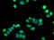 Sialic Acid Binding Ig Like Lectin 9 antibody, LS-C784210, Lifespan Biosciences, Immunofluorescence image 