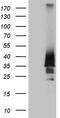 Homeobox D4 antibody, M09189, Boster Biological Technology, Western Blot image 