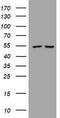 Phosphatidylinositol-4,5-bisphosphate 3-kinase catalytic subunit delta isoform antibody, LS-C338531, Lifespan Biosciences, Western Blot image 