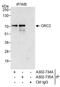 Origin Recognition Complex Subunit 2 antibody, A302-735A, Bethyl Labs, Immunoprecipitation image 