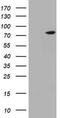HBS1-like protein antibody, TA800607S, Origene, Western Blot image 