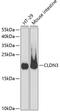 Claudin 3 antibody, GTX00665, GeneTex, Western Blot image 