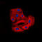 BCR Activator Of RhoGEF And GTPase antibody, LS-C358919, Lifespan Biosciences, Immunofluorescence image 