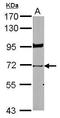 Lamin B1 antibody, TA308921, Origene, Western Blot image 