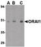 ORAI Calcium Release-Activated Calcium Modulator 1 antibody, LS-C34723, Lifespan Biosciences, Western Blot image 