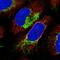 NADH:Ubiquinone Oxidoreductase Subunit B4 antibody, HPA051739, Atlas Antibodies, Immunofluorescence image 