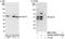 G Kinase Anchoring Protein 1 antibody, NBP1-79017, Novus Biologicals, Western Blot image 