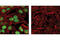 c-Myc antibody, 5605T, Cell Signaling Technology, Immunofluorescence image 