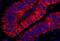 Rho guanine nucleotide exchange factor 5 antibody, NBP1-23000, Novus Biologicals, Immunofluorescence image 
