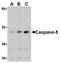 Caspase 5 antibody, AP05927PU-N, Origene, Western Blot image 