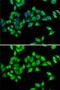 Kinesin Family Member 3A antibody, GTX33287, GeneTex, Immunofluorescence image 