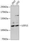 Ubiquitin carboxyl-terminal hydrolase 15 antibody, 22-486, ProSci, Western Blot image 