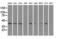 Mitogen-Activated Protein Kinase 1 antibody, LS-C114572, Lifespan Biosciences, Western Blot image 