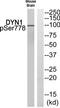 Dynamin-I antibody, TA313758, Origene, Western Blot image 