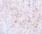 Condensin-2 complex subunit H2 antibody, A302-275A, Bethyl Labs, Immunohistochemistry paraffin image 