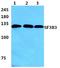 Splicing Factor 3b Subunit 3 antibody, A08240, Boster Biological Technology, Western Blot image 