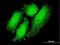 Cyclic AMP-responsive element-binding protein 3-like protein 4 antibody, H00148327-M01, Novus Biologicals, Immunofluorescence image 
