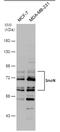 SKI Like Proto-Oncogene antibody, PA5-78167, Invitrogen Antibodies, Western Blot image 