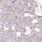 KIAA1324 antibody, NBP1-90479, Novus Biologicals, Immunohistochemistry frozen image 