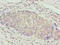 Zinc Finger Protein 177 antibody, A63812-100, Epigentek, Immunohistochemistry paraffin image 